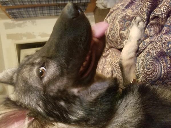/Images/uploads/Humane Society of Utah/HSUCalendar/entries/812thumb.jpg